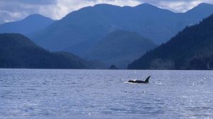 The Whale  Nootka Sound