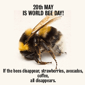 U.N. Declares World Bee Day | Woollahra Municipal Council kills 50,000 bees in Sydney | Host an event.