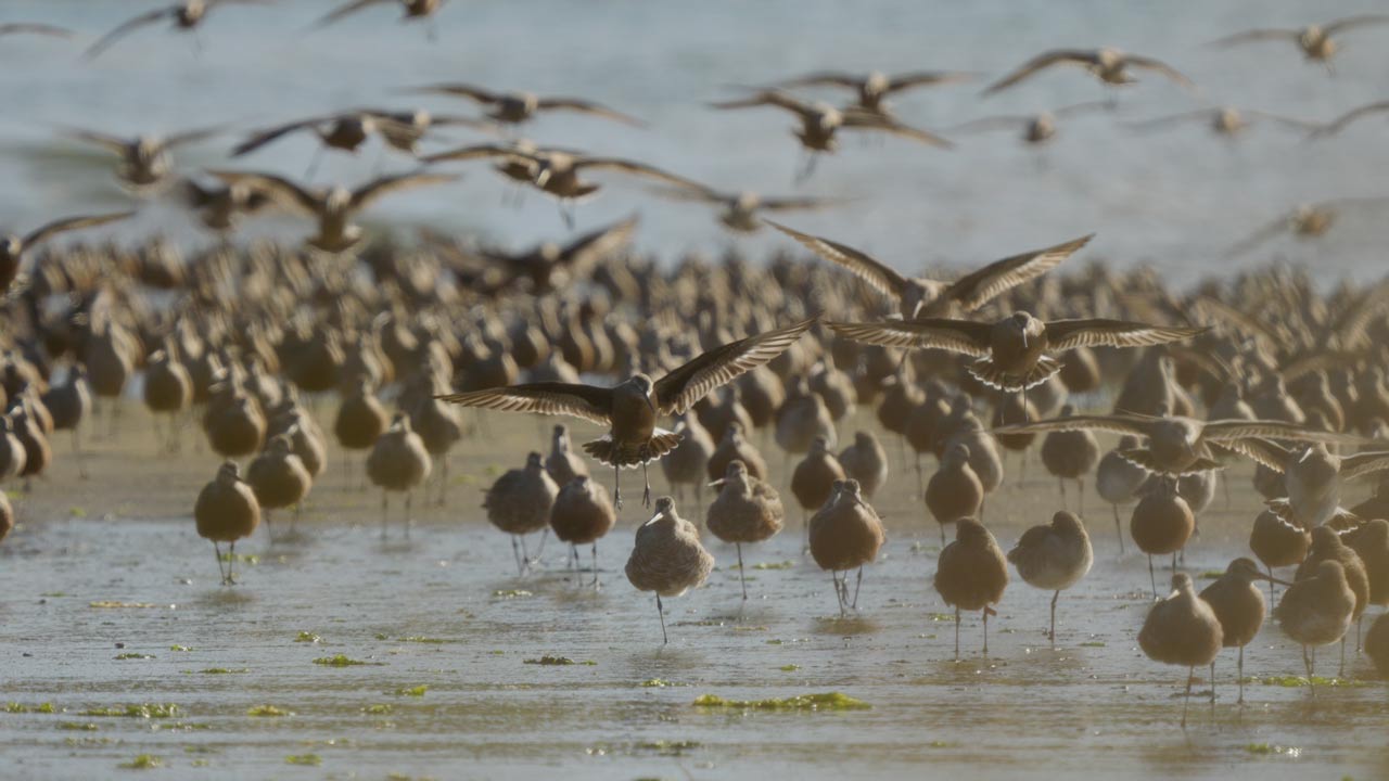 Bar-Tailed_Godwits_Boonooroo_Queensland