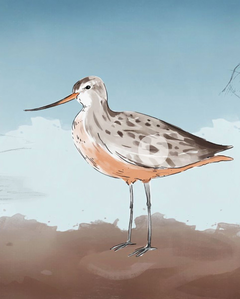 BarTailed_Godwit