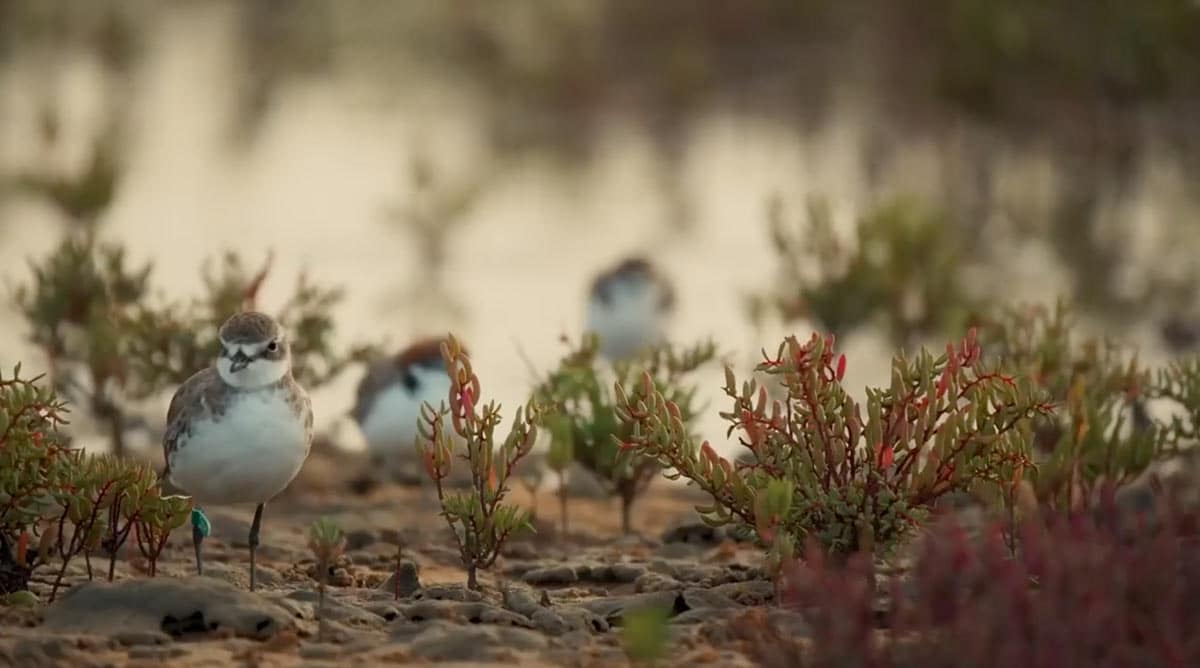 Birds_Hiding_moreton
