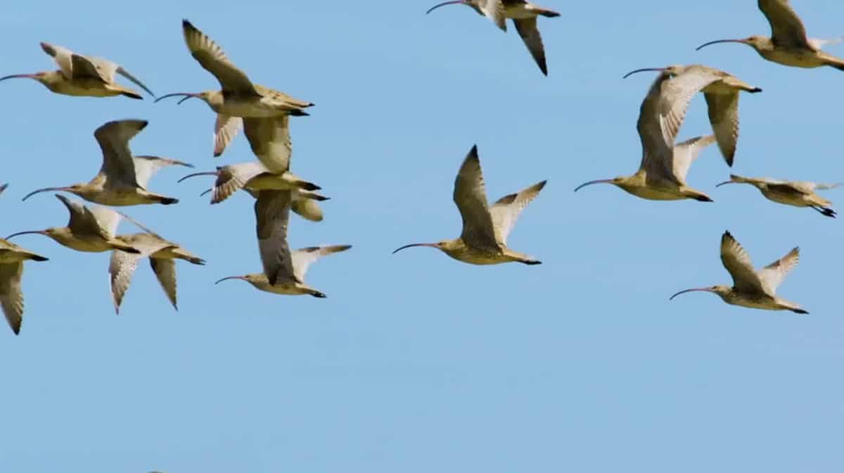 Curlews_flying