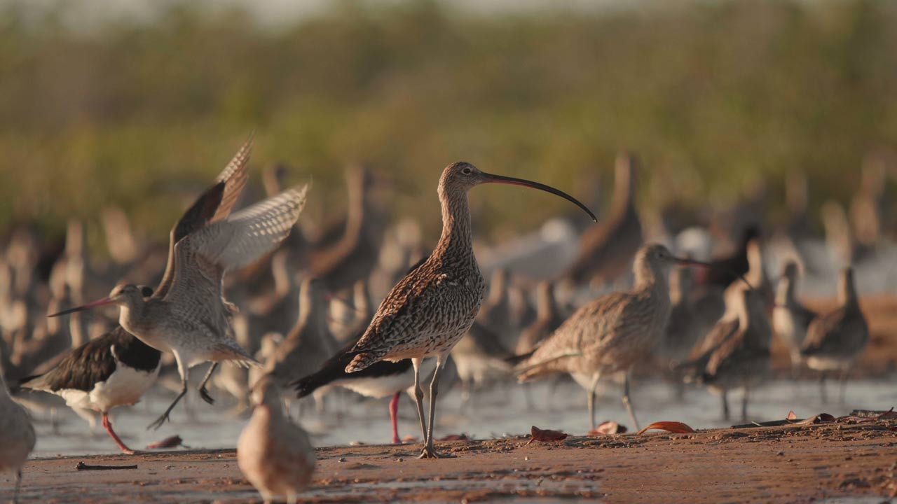 Eastern-Curlew_Boonooroo-Queensland