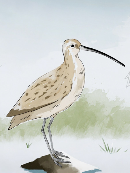 EasternCurlew
