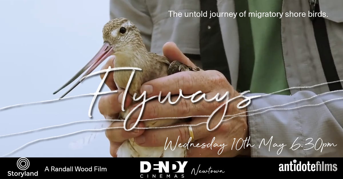 Flyways Screening Dendy Newtown Antidote Films