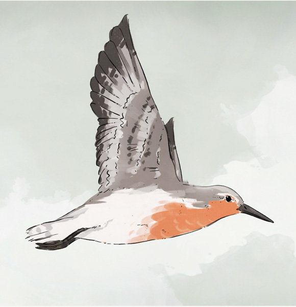 RedKnot