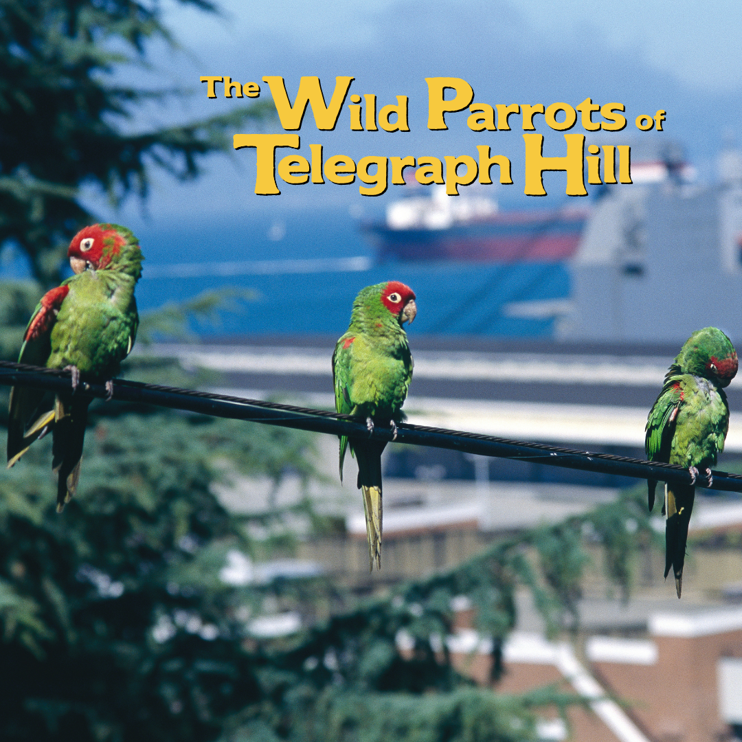 The Wild Parrots of Telegraph Hill
